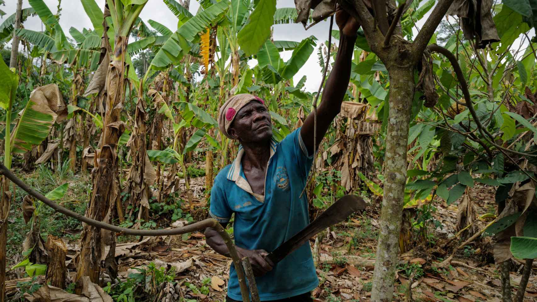 Un agricultor trabaja en una granja de cacao rehabilitada.