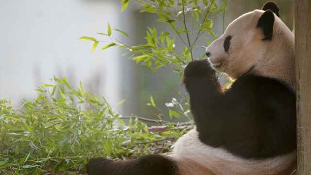 Imagen de archivo de un oso panda.