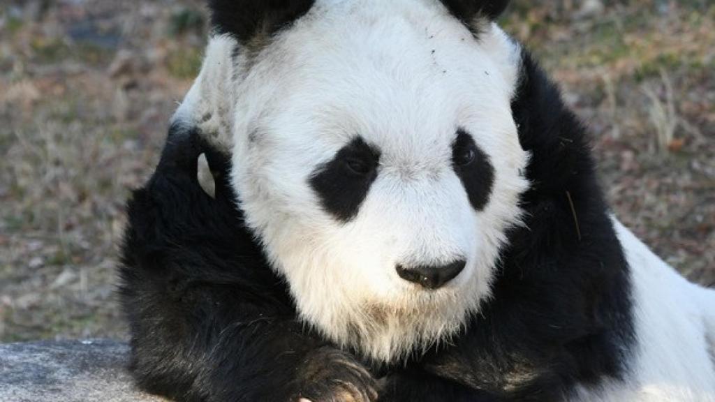 Tan Tan falleció a los 28 años mientras esperaba su regreso a China.