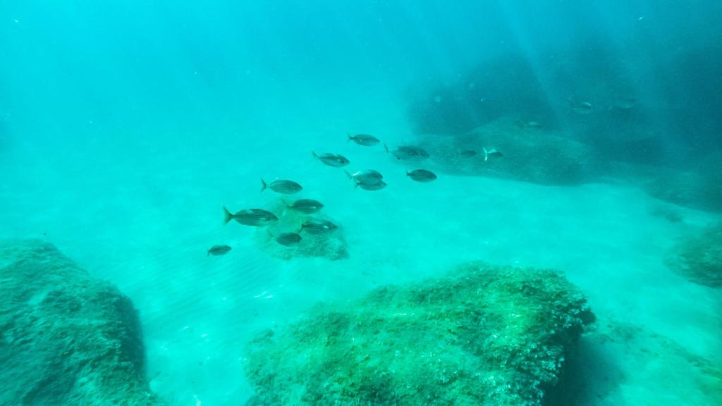 Imagen de archivo del fondo del mar Mediterráneo.