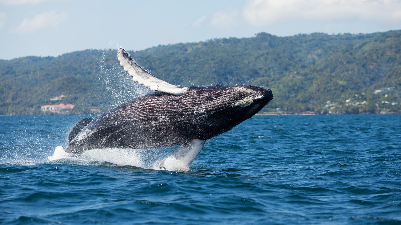 Una ballena yubarta en la bahía de Samaná.