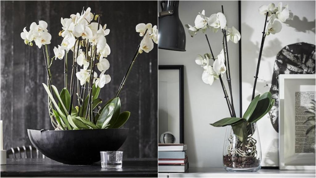La planta phalaenopsis que arrasa en ventas en Ikea.