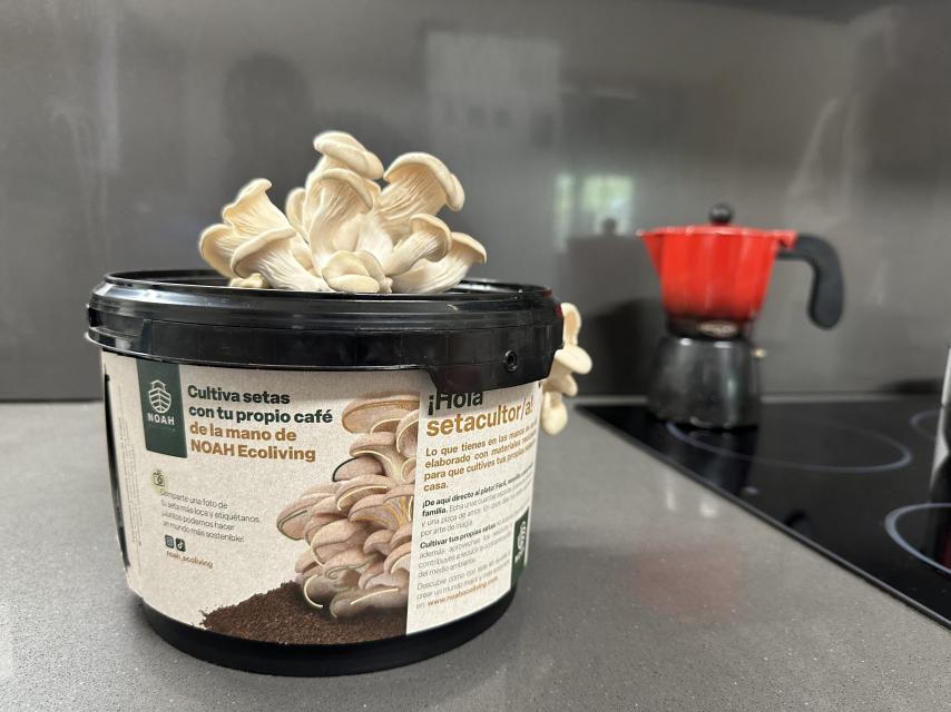 El kit de cultivo de café y setas creado por Edu y Cristina.