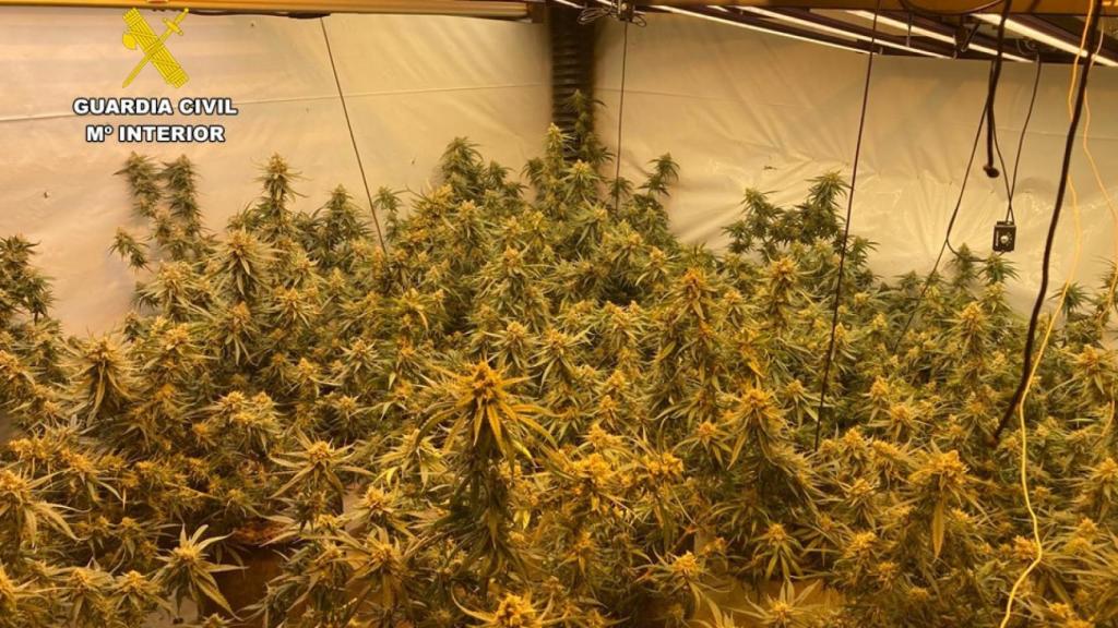 Instalaciones desmanteladas en Pedreguer con 251 plantas de marihuana.