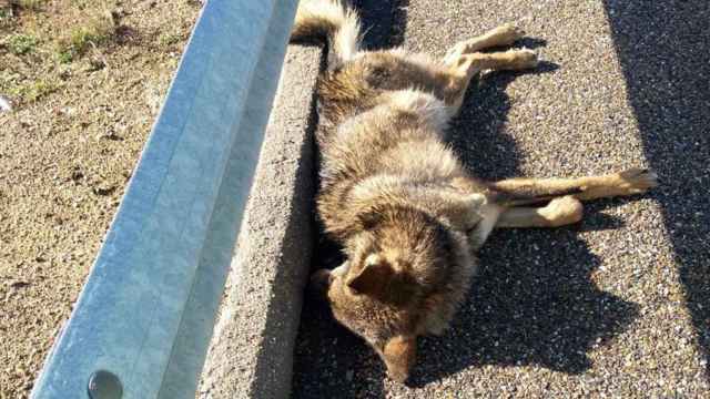 Un lobo atropellado en la A-52 en Zamora
