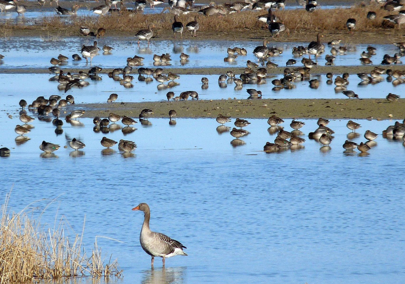 Lagunas de Villafáfila