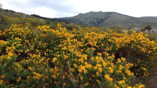 Floración del cambroño en la Sierra de Guadarrama