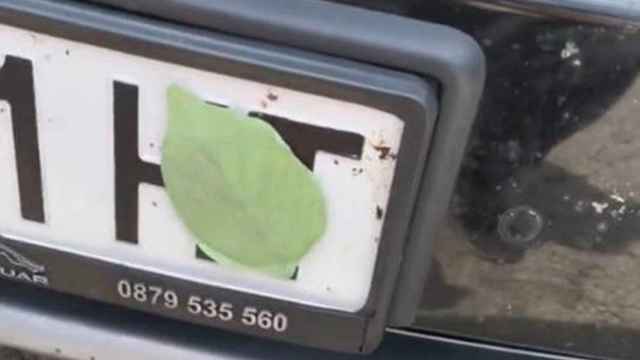 Imagen de una hoja verde sobre la matrícula de un coche