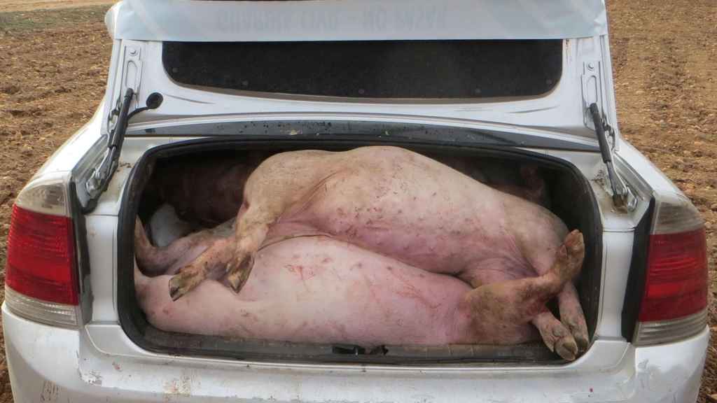 Detienen a unos ladrones después de llevarse 12 cerdos de una granja en Albacete