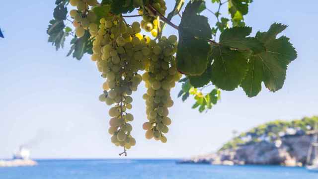 glowing-sunlit-white-wine-grapes-blue-sea-sky-background