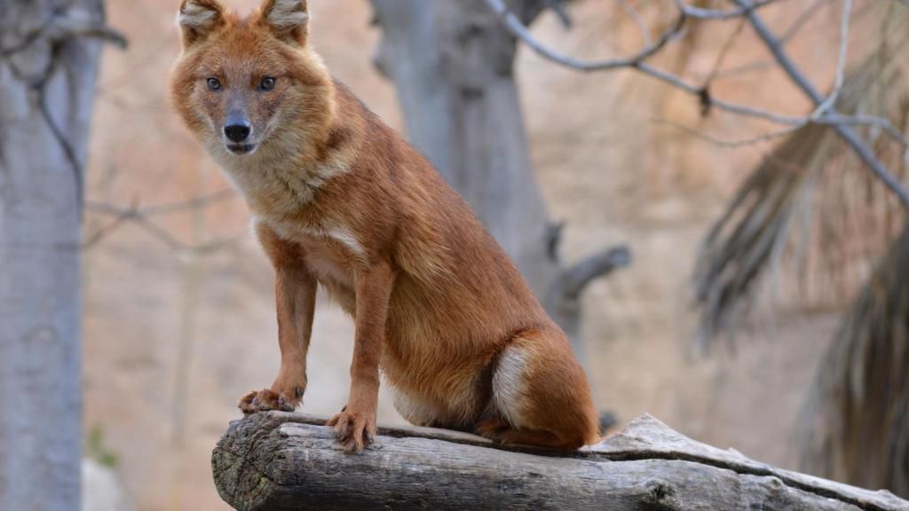 Un ejemplar de Dhole.