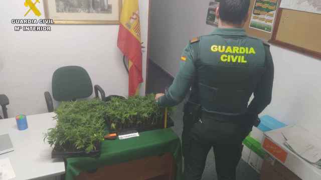 Un agente con algunas de las plantas de marihuana incautadas a los jóvenes albaneses en Palencia