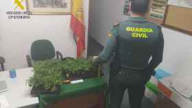 Un agente con algunas de las plantas de marihuana incautadas a los jóvenes albaneses en Palencia