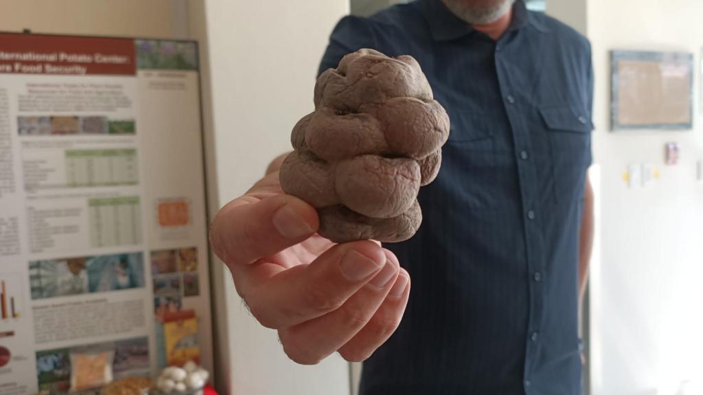 Stef de Haan, científico senior del CIP, muestra la patata del matrimonio o de la paciencia, realmente llamada Llumchuy Waqachi.
