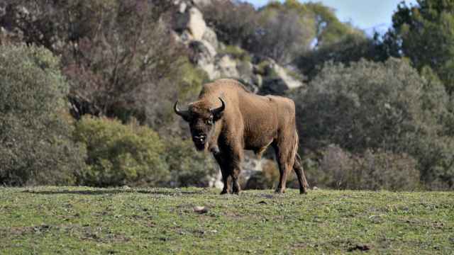 Un bisonte europeo reintroducido en la Sierra de Andújar.