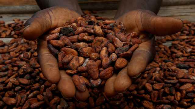 Un agricultor sostiene granos de cacao mientras los seca en un pueblo de Sinfra, Costa de Marfil.