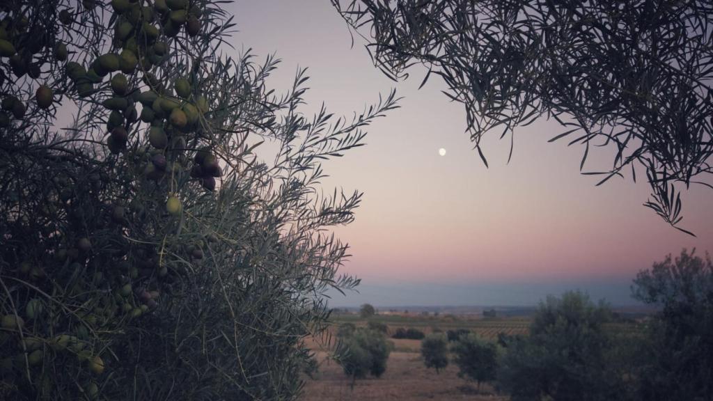Terrenos de Córdoba.