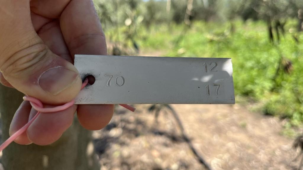 Etiquetas de identificación de las variedades.