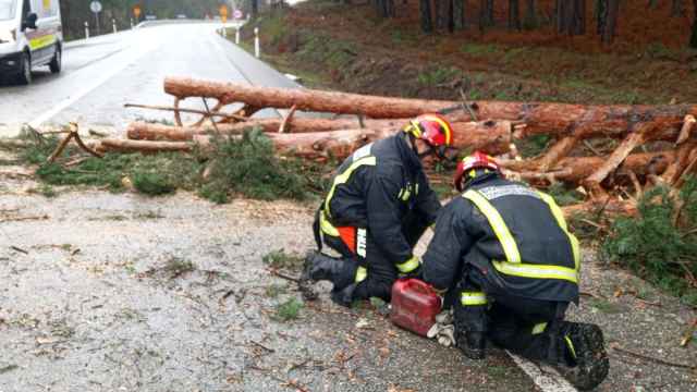 Los bomberos de la Diputación de Zamora retirando el pino caído