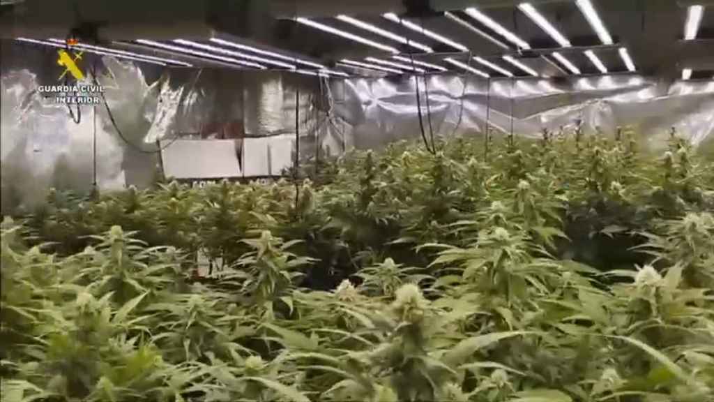 Desmantelan dos plantaciones de marihuana en Yeles (Toledo)