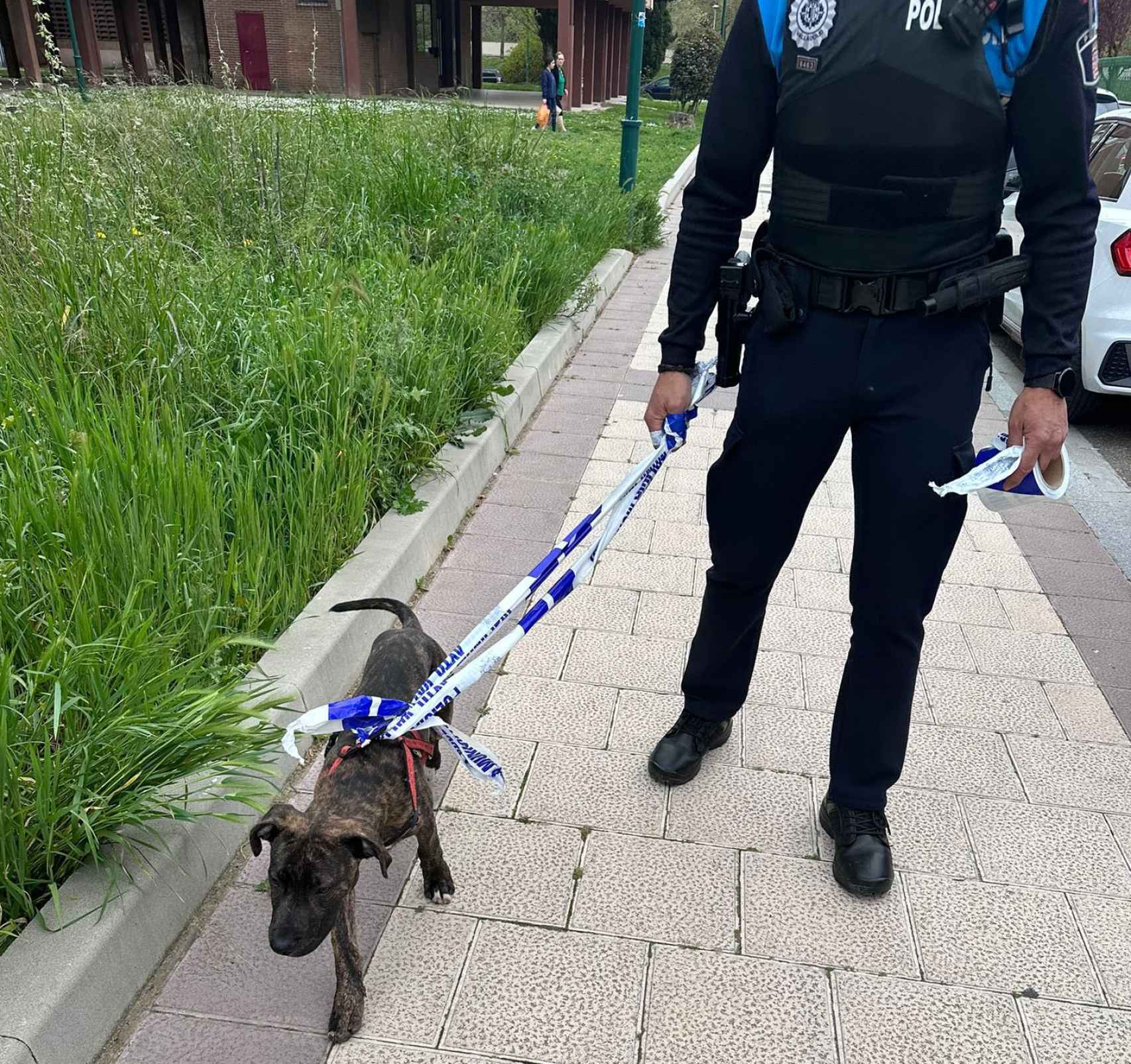 El perro, rescatado por los agentes de la Policía Local de Valladolid