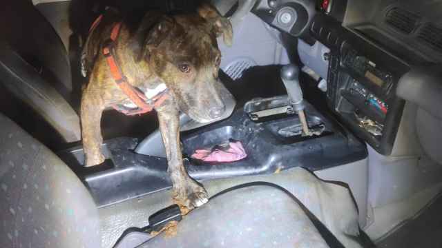 Denuncian al dueño de un perro encerrado en un coche en un garaje comunitario en condiciones lamentables