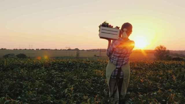 Una agricultora con una caja de verduras camina a lo largo de su campo