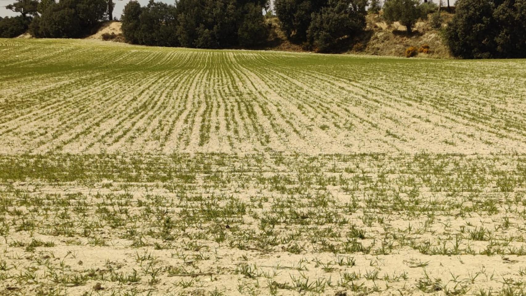 Estado actual de la plantación de cereal en Alicante.