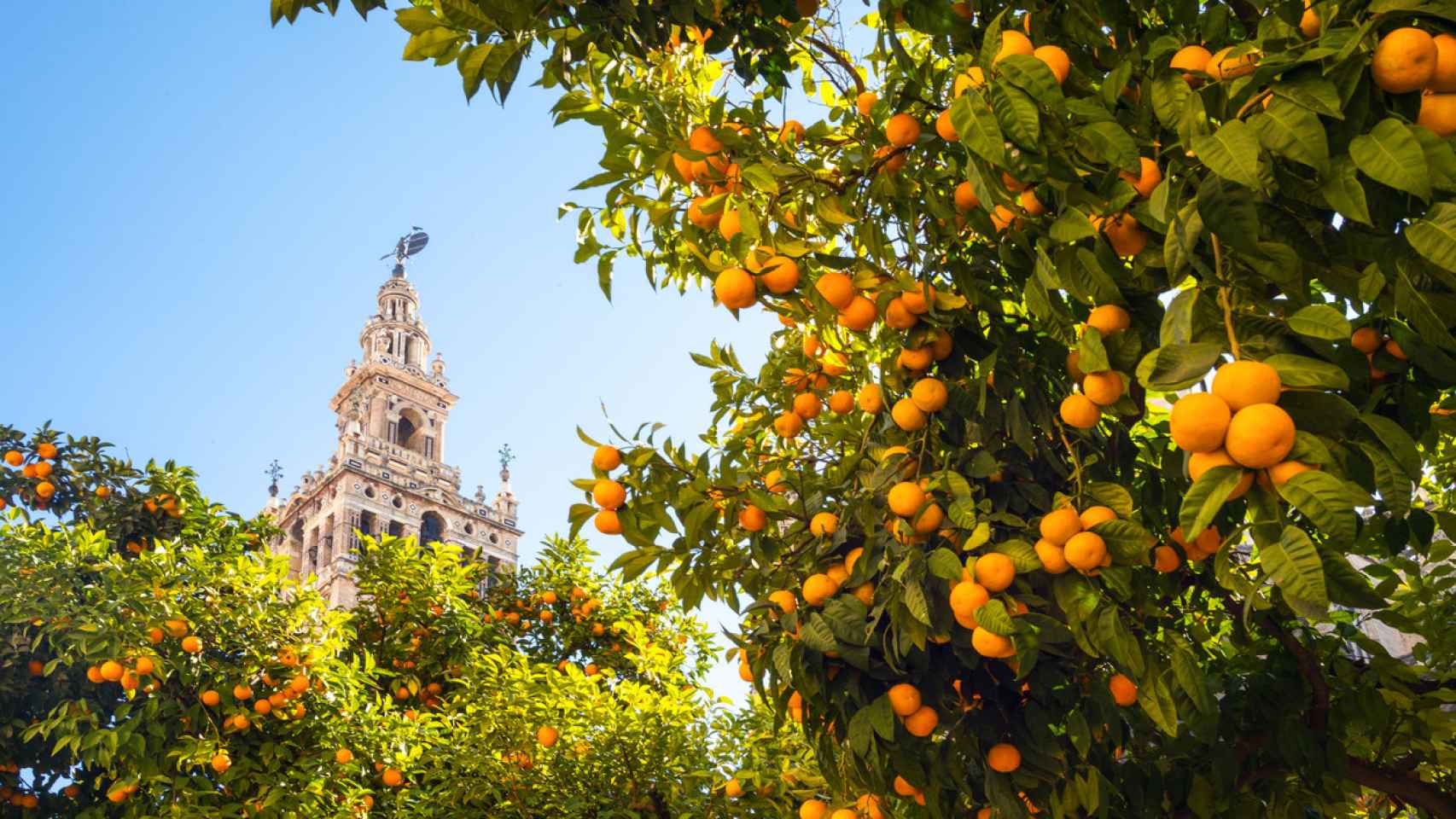 Las calles de Sevilla recogen 50.000  naranjos