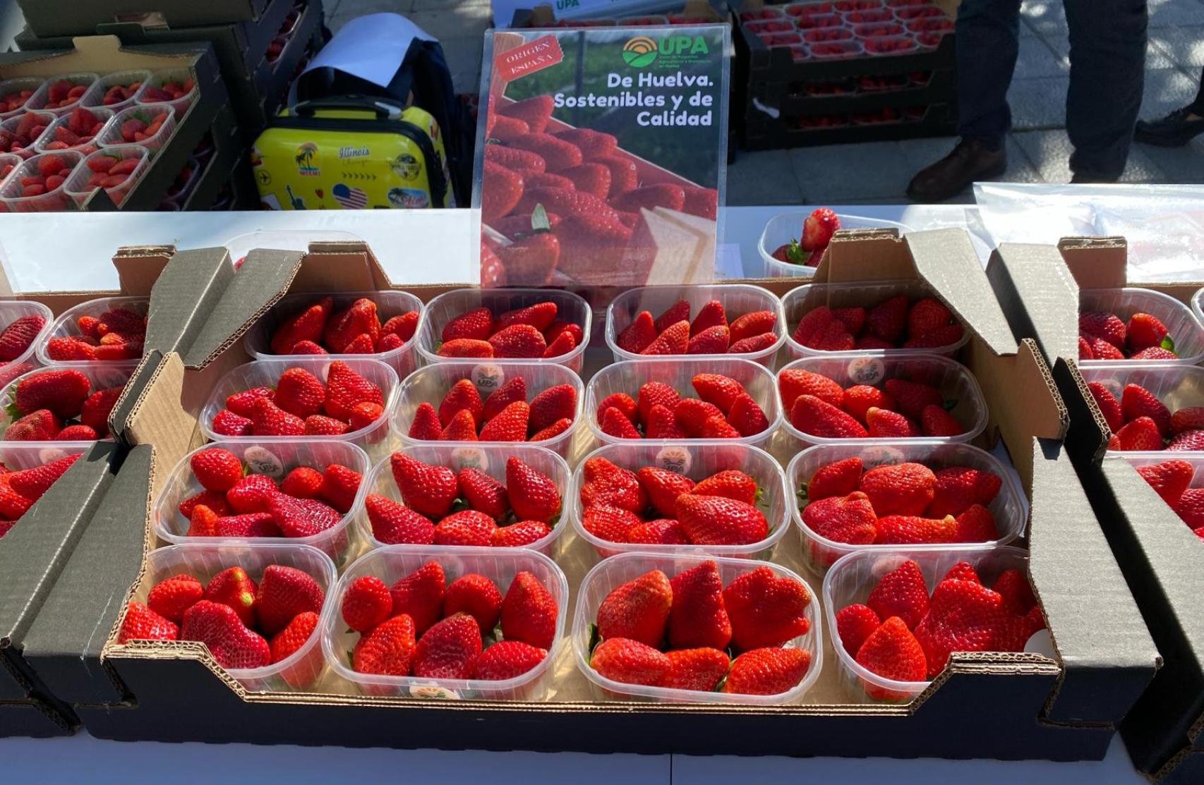 Las fresas de Huelva que ha repartido UPA