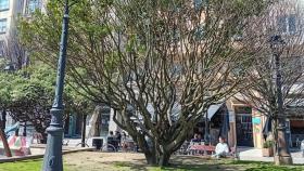 Pronus, árbol retirado en la Paza de Vigo