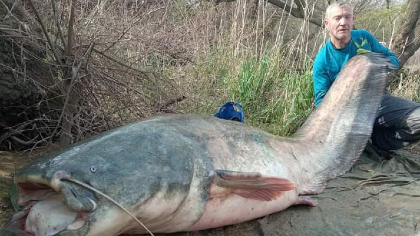 Uno de los siluros que se han 'pescado' en el Ebro por parte de la organización SIlurosallazando.