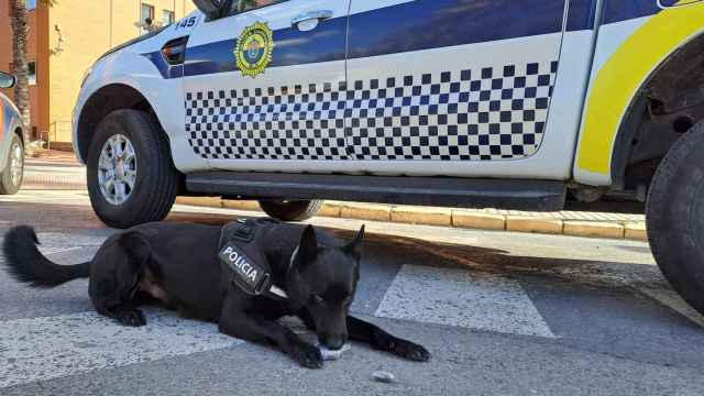 El perro de la unidad canina de la Policía Local de Elche.