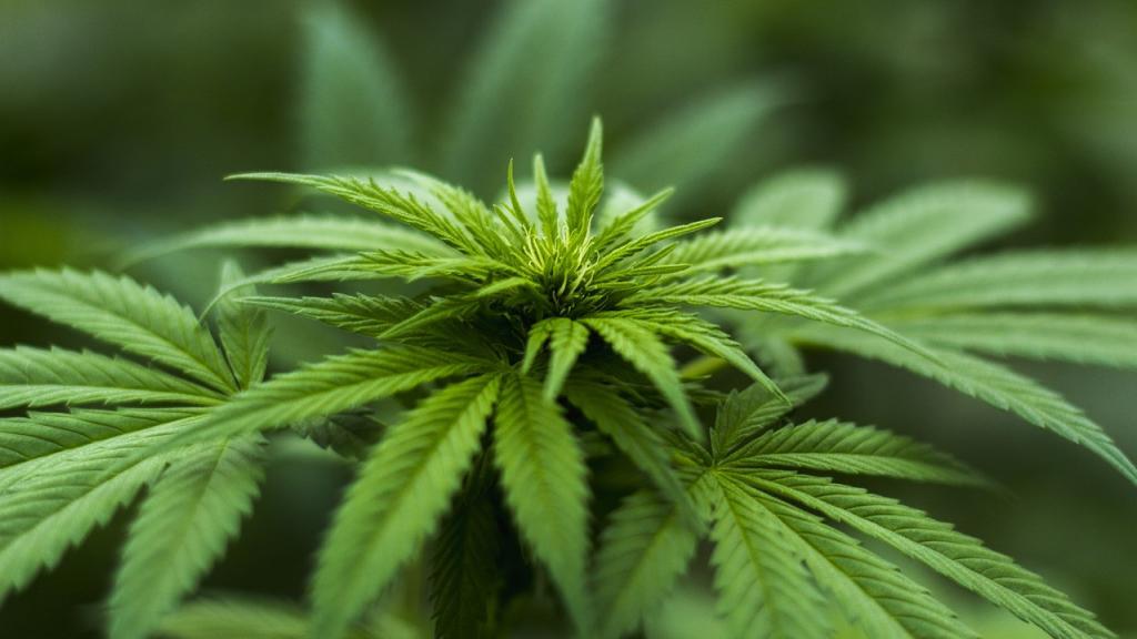 Imagen de archivo de un cultivo de cannabis.