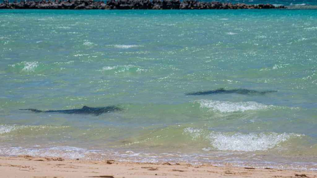 Silueta de dos tiburones de arrecife andando cerca de la playa