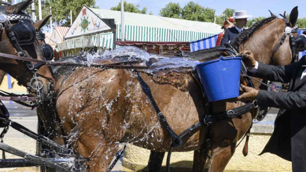 Un cochero refresca a sus caballos con cubos de agua en la Feria de Abril de Sevilla.