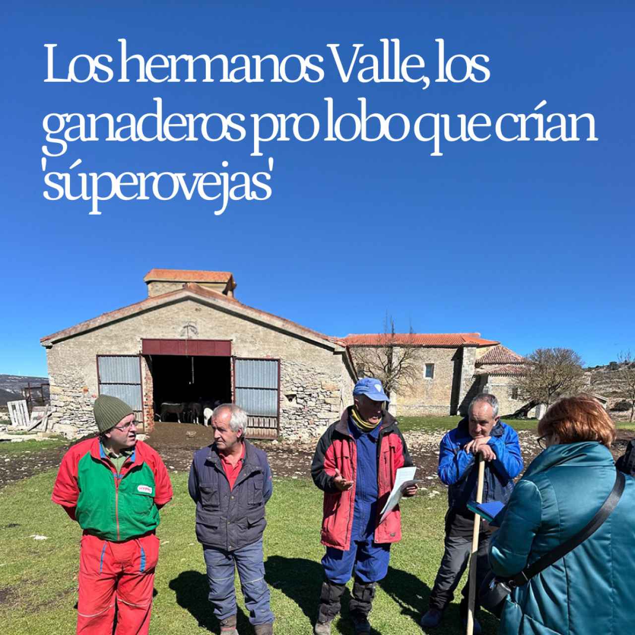 Los hermanos Valle, los ganaderos pro lobo que crían 'súper ovejas' en Burgos: 