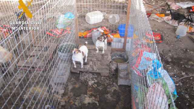 Zoológico de perros sin las mínimas condiciones higiénico sanitarias en Peñaparda