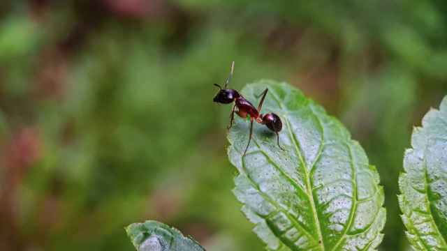 Una hormiga en la punta de una hoja.