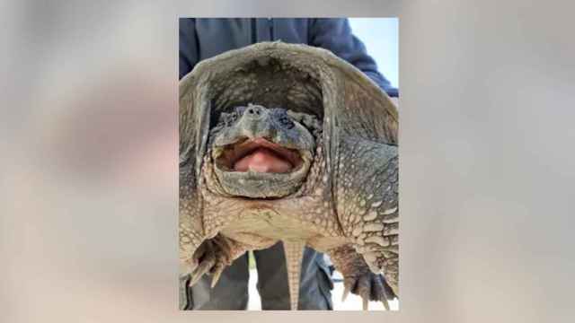 Encuentran a dos tortugas 'mordedoras' y peligrosas para el ser humano en San Fernando de Henares