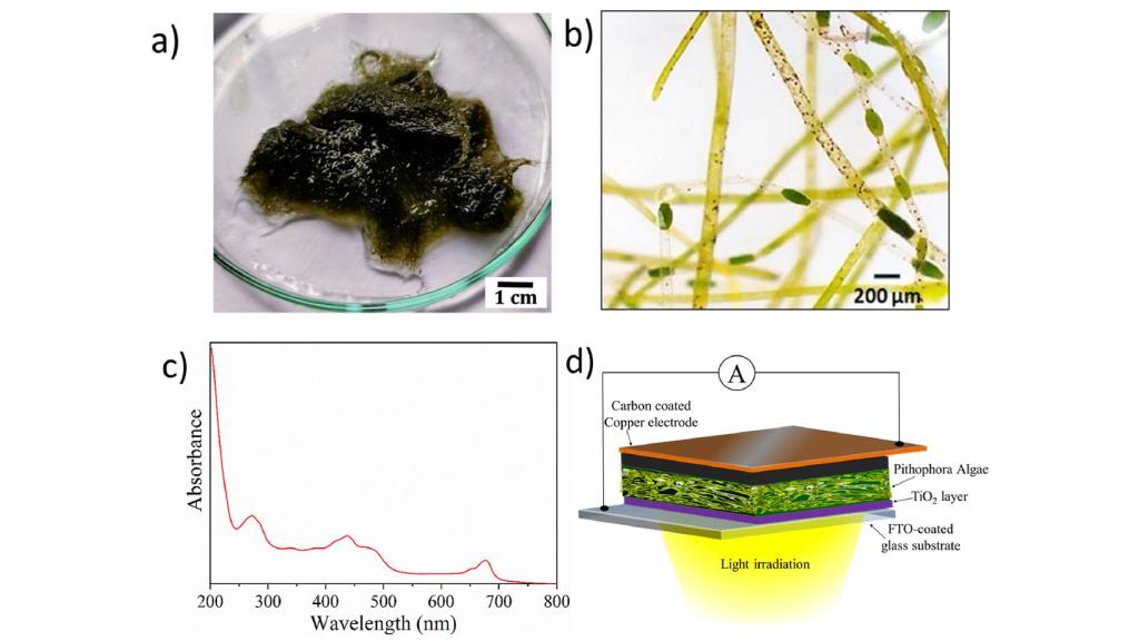 Diagrama del estudio sobre biopaneles solares con algas