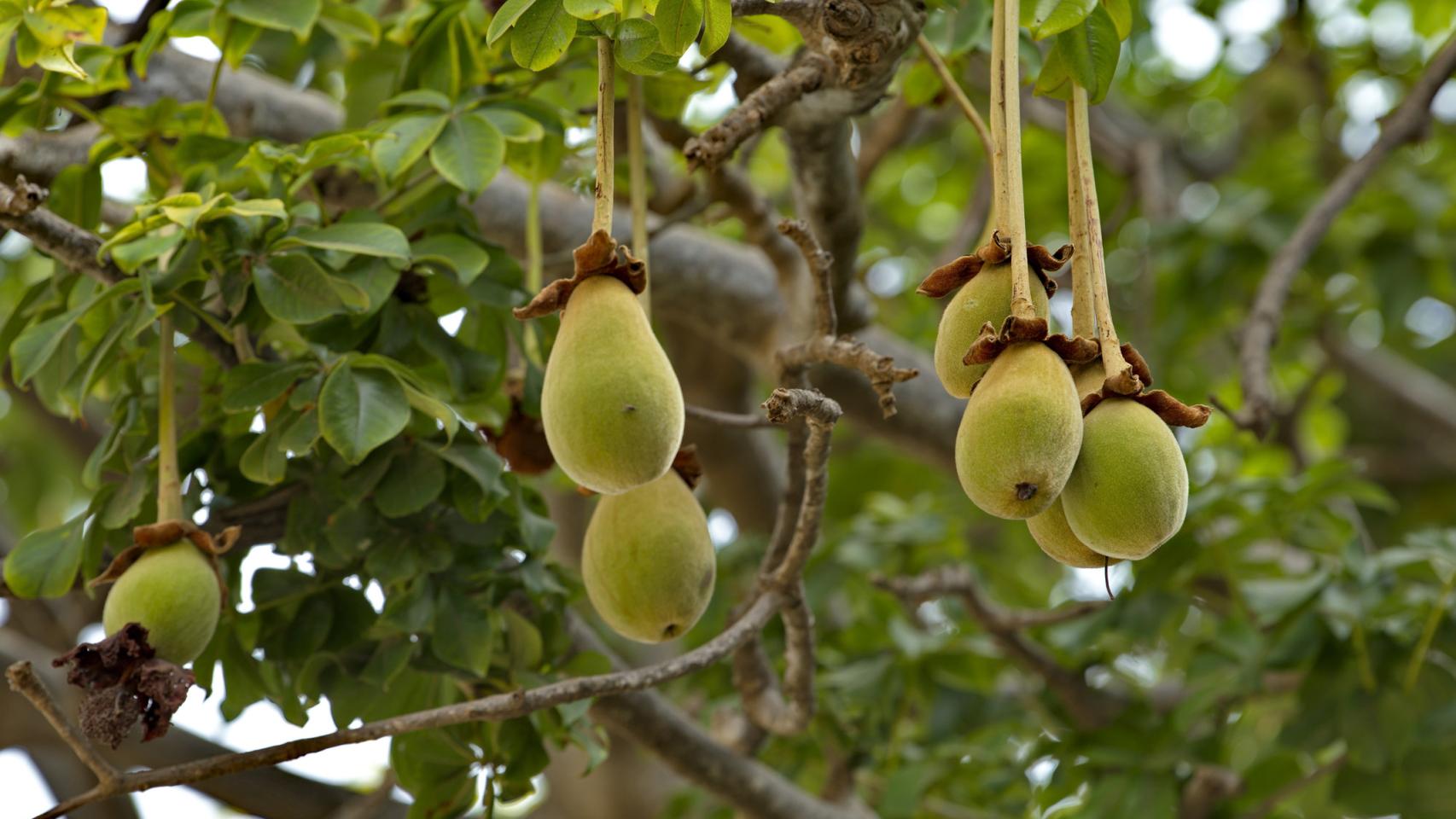 Baobab.