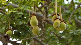 Baobab.