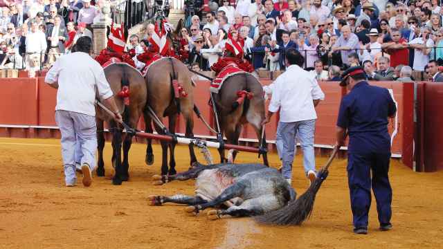 El toro de La Quinta 'Dorado' premiado con la vuelta el ruedo en la Maestranza.