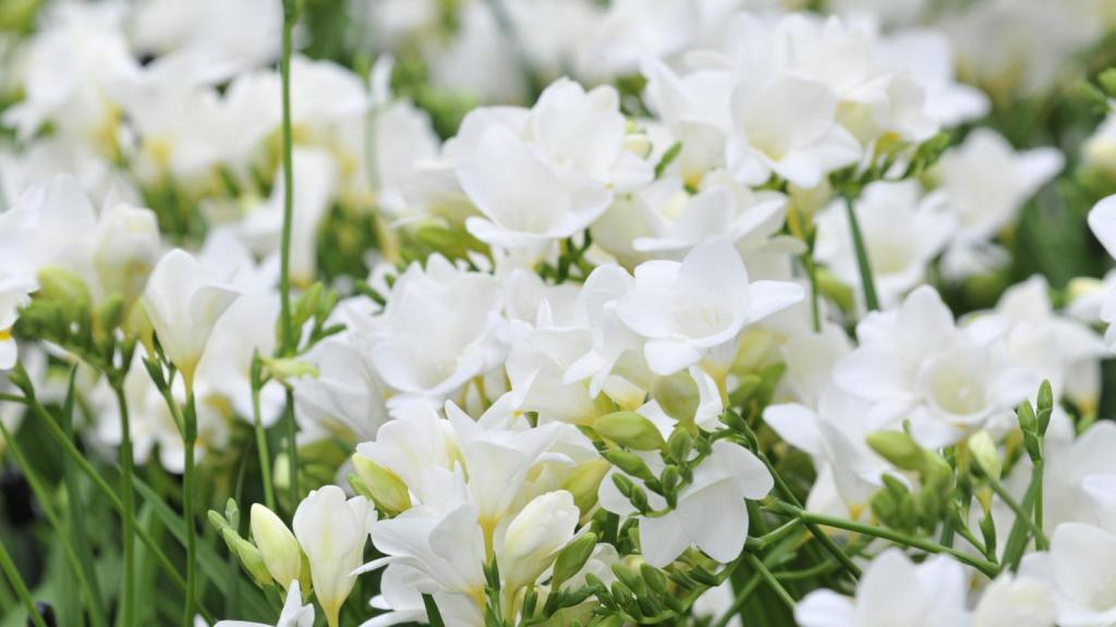 Fresias blancas.