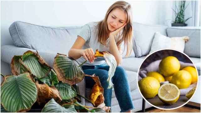 Montaje de una mujer mirando sus plantas dañadas y de limones.
