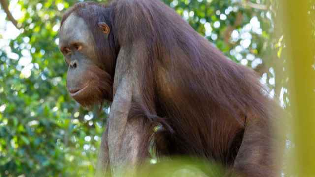 'Popo',  el nuevo macho de orangután de Borneo de Bioparc Fuengirola.