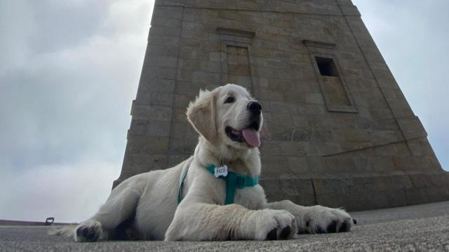 Un perro posa junto a la Torre de Hércules
