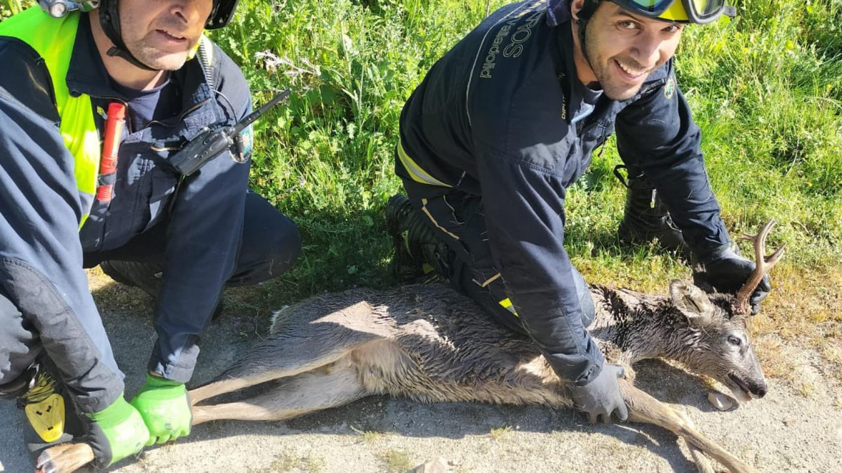 Los bomberos rescatando a los corzos que habían caído a una balsa