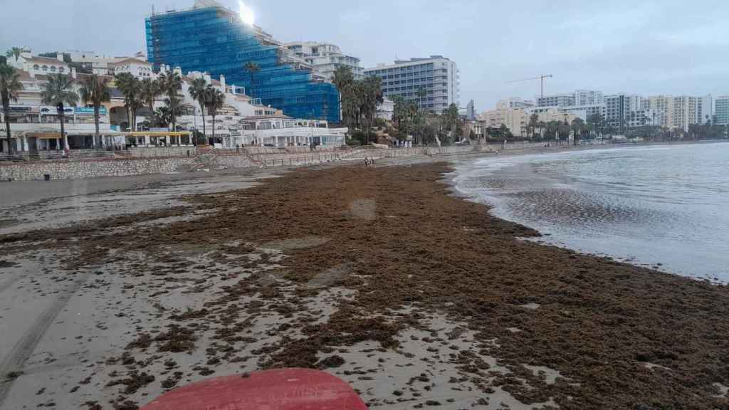 Una playa de Benalmádena (Málaga), afectada por la proliferación del alga asiática a 25 de marzo de 2024.